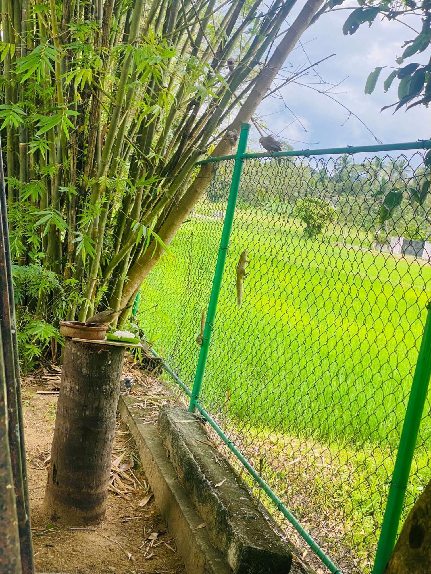 Premium Cottages B&B Kurunegala Exteriör bild