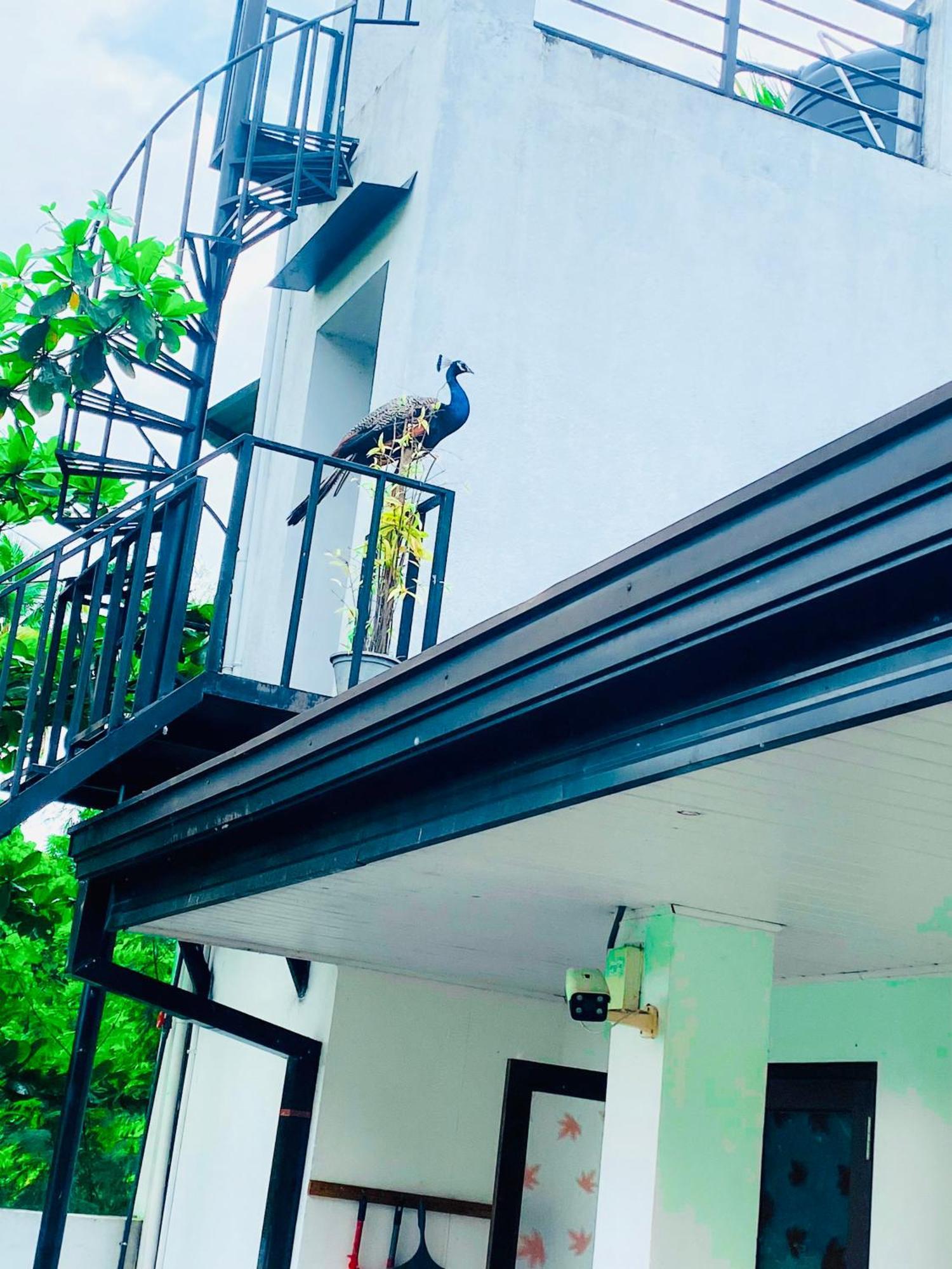 Premium Cottages B&B Kurunegala Exteriör bild